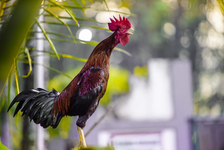 Rooster crows standing on the straw, with bokeh view in the morningの写真素材
