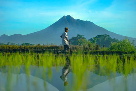 Yogyakarta Indonesia June 3 2020  : Farmers plant young rice in the morning with reflection background Merapi mountain and blue sky in the morningのeditorial素材