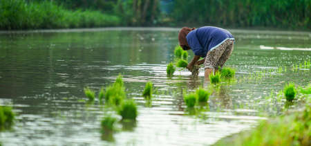 Bali Indonesia  June 3, 2020 : The rice farmers planting young paddy in the morning.