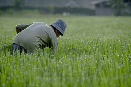 Bali Indonesia  June 3, 2020 : The rice farmers planting young paddy in the morning.