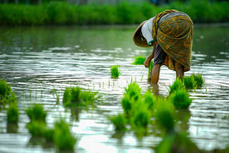 Bali Indonesia  June 3, 2020 : The rice farmers planting young paddy in the morningのeditorial素材