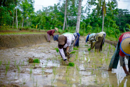 Bali Indonesia  June 3, 2020 : The rice farmers in Indonesia, planting it together in the morning.のeditorial素材