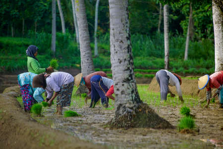 Bali Indonesia  June 3, 2020 : The rice farmers in Indonesia, planting it together in the morning.のeditorial素材