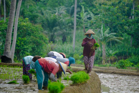 Bali Indonesia  June 3, 2020 : The rice farmers in Indonesia, planting it together in the morning.のeditorial素材