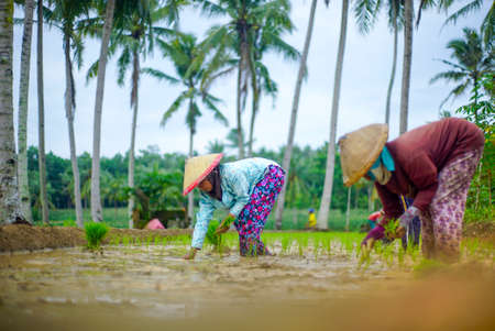 Bali Indonesia  June 3, 2020 : The rice farmers in Indonesia, planting it together in the morning.のeditorial素材