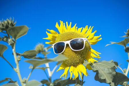 Sunflowers wearing sunglasses on blue sky background. Cute flowerの写真素材