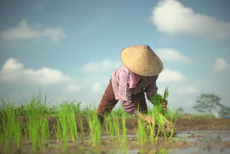 Farmer planting young rice  on the fieldの写真素材