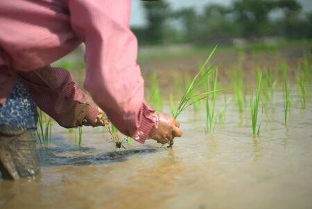 plation rice plant with bokeh background and spotlight the shiny sun.の写真素材
