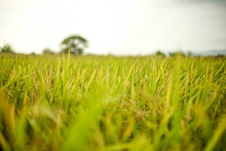 Yellow Riceの写真素材