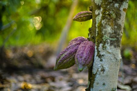 The cocoa tree ( Theobroma cacao ) with fruits bokeh backgroundの写真素材