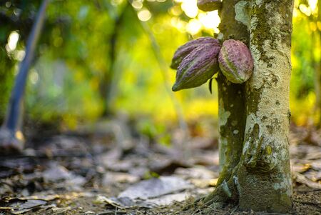 The cocoa tree ( Theobroma cacao ) with fruits bokeh background