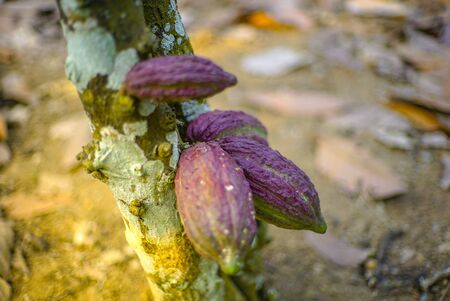 The cocoa tree ( Theobroma cacao ) with fruits bokeh background