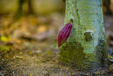 The cocoa tree ( Theobroma cacao ) with fruits bokeh backgroundの写真素材