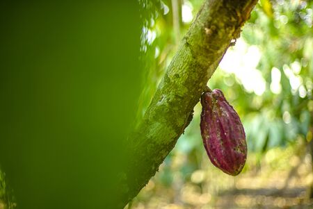 The cocoa tree ( Theobroma cacao ) with fruits bokeh backgroundの写真素材