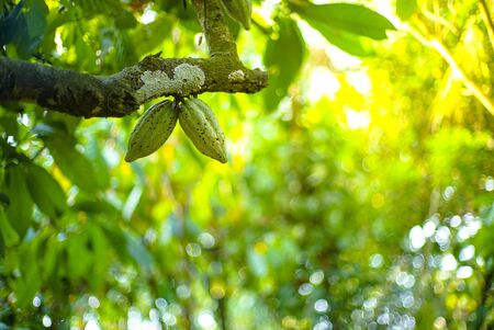 The cocoa tree ( Theobroma cacao ) with fruits bokeh backgroundの写真素材