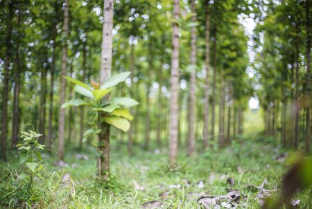 Teak tree on green forestの写真素材