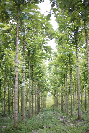 Teak tree on green forestの写真素材