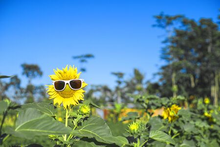 sunflowers wearing sunglasses on blue sky background. Cute flowerの写真素材