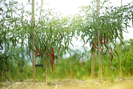 Cayenne pepper in plant with beautiful dept of field viewの写真素材