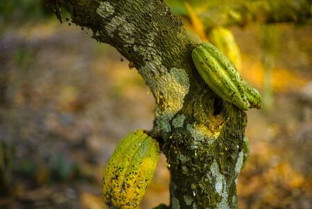 The cocoa tree ( Theobroma cacao ) with fruits bokeh backgroundの写真素材