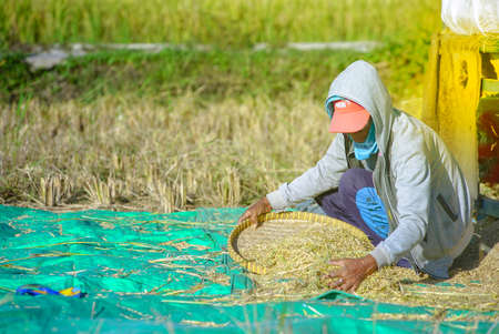 Bali Indonesia June 26, 2020 : Happy farmers harvesting rice field, Farmers harvesting organic paddy rice farmland, farmer threshing rice, Farmer harvest rice, countrysideのeditorial素材