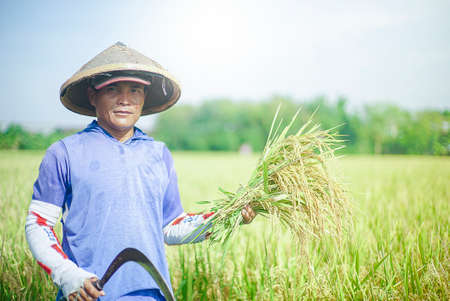 Bali Indonesia June 20, 2020 : Happy farmers harvesting rice field, Farmers harvesting organic paddy rice farmland, farmer threshing rice, Farmer harvest rice, countrysideのeditorial素材