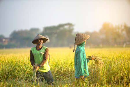 Bali Indonesia June 20, 2020 : Happy farmers harvesting rice field, Farmers harvesting organic paddy...