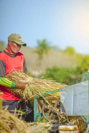Bali Indonesia June 20, 2020 : Happy farmers harvesting rice field, Farmers harvesting organic paddy...