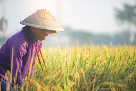 Bali Indonesia June 26, 2020 : Happy farmers harvesting rice field, Farmers harvesting organic paddy rice farmland, farmer threshing rice, Farmer harvest rice, countrysideのeditorial素材