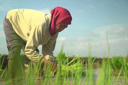 Bali Indonesia June 21, 2020 : Happy farmers plantation rice field, Farmers harvesting organic paddy...