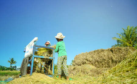 Bali Indonesia June 21, 2020 : Happy farmers harvesting rice field, Farmers harvesting organic paddy rice farmland, farmer threshing rice, Farmer harvest rice, countrysideのeditorial素材