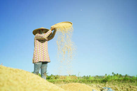 Bali Indonesia June 21 2020 : Farmer rice hanging in the field with blue sky backgroundのeditorial素材