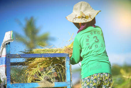 Bali Indonesia June 21, 2020 : Happy farmers harvesting rice field, Farmers harvesting organic paddy rice farmland, farmer threshing rice, Farmer harvest rice, countrysideのeditorial素材