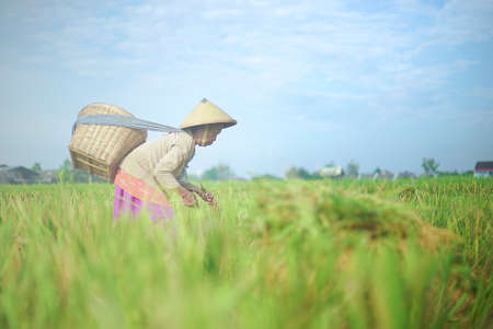 Bali Indonesia June 20, 2020 : Happy farmers harvesting rice field, Farmers harvesting organic paddy rice farmland, farmer threshing rice, Farmer harvest rice, countrysideのeditorial素材