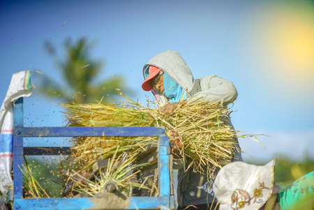 Bali Indonesia April 29 2020 : Happy farmers harvesting rice field, Farmers harvesting organic paddy rice farmland, farmer threshing rice,Farmer harvest rice, countrysideのeditorial素材