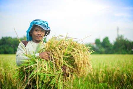 Bali Indonesia April 29 2020 : Happy farmers harvesting rice field, Farmers harvesting organic paddy rice farmland, farmer threshing rice,Farmer harvest rice, countrysideのeditorial素材