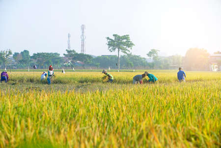 Happy Asian farmer harvesting rice in countryside Ubud Baliのeditorial素材
