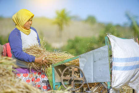 Happy Asian farmer harvesting rice in countryside Ubud Bali