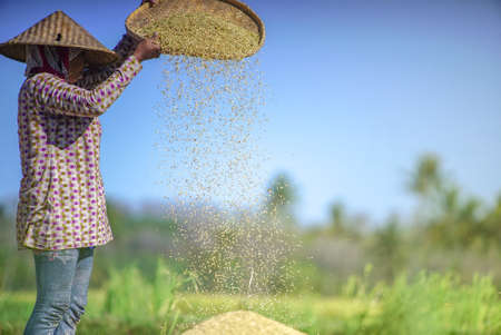 Happy Indonesia farmer harvesting rice in countryside Ubud Baliのeditorial素材