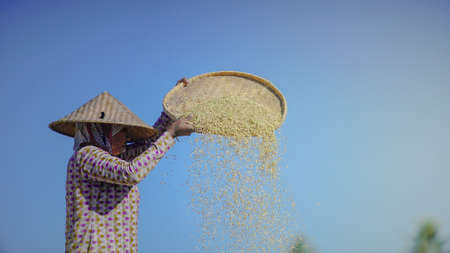 Bali Indonesia April 29 2020 : Happy farmers harvesting rice field, Farmers harvesting organic paddy rice farmland, farmer threshing rice,Farmer harvest rice, countrysideのeditorial素材