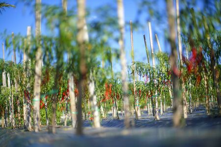 Close up hand Picking chili from the plantの写真素材