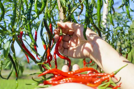 Close up hand Picking chili from the plantの写真素材