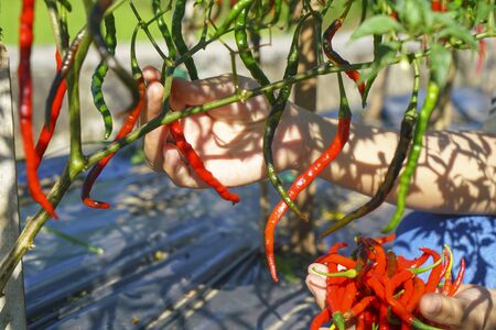 Close up hand Picking chili from the plantの写真素材