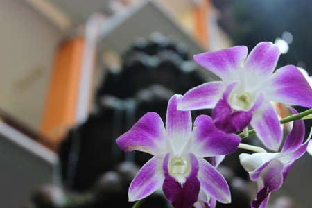 a close-up of purple flowers with a water fountain as a backgroun