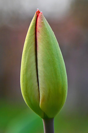 A beautiful tulip in a spring gardenの写真素材