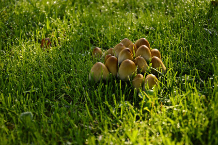 Mushrooms in dewの写真素材