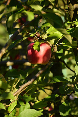 Apple in the morningの写真素材