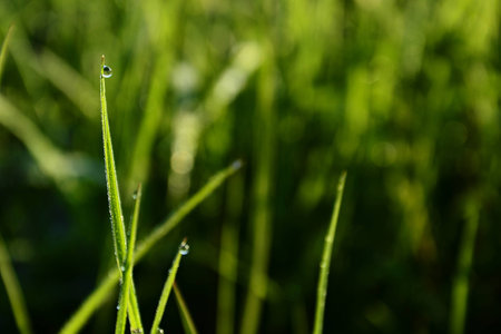 Morning grassの写真素材