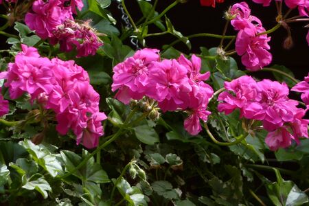 pink overhanging pelargonieの写真素材