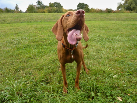 The Hungarian Vizslaの写真素材